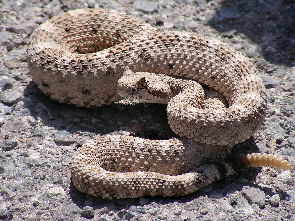 Sidewinder (Crotalus cerastes)