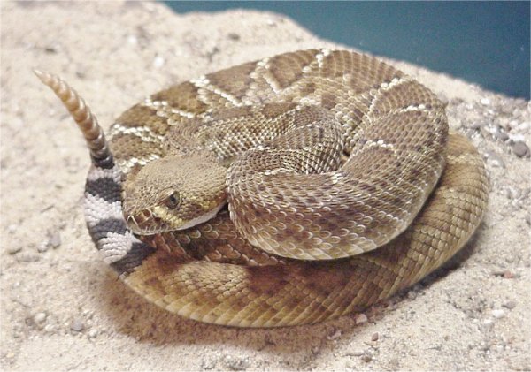 Red diamond rattlesnake (Crotalus ruber)