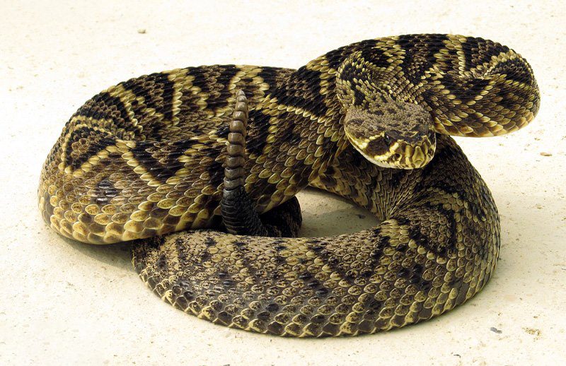 Eastern diamondback rattlesnake (Crotalus adamanteus)