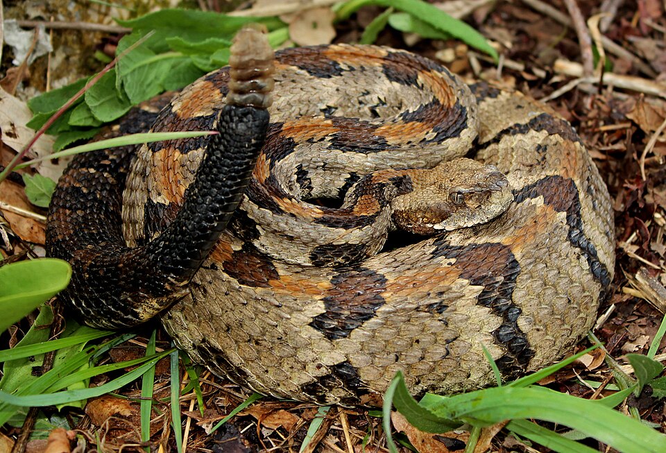 Timber rattlesnake (Crotalus horridus)