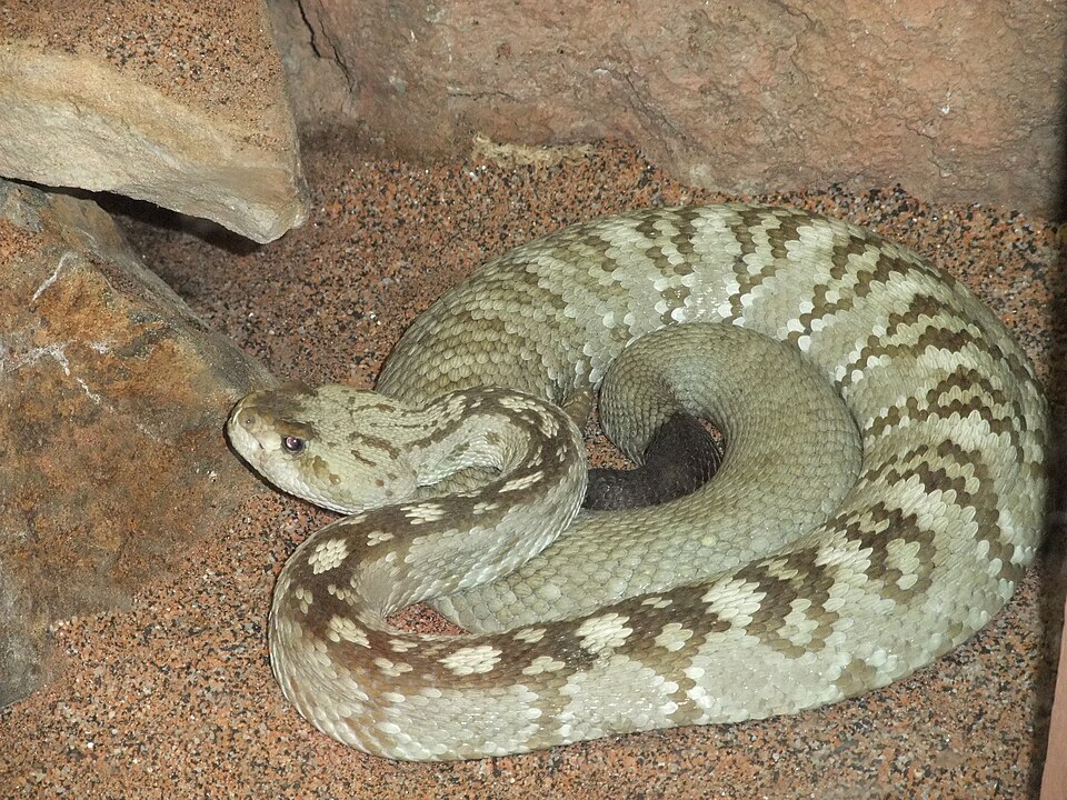 Black-tailed rattlesnake (Crotalus molossus)