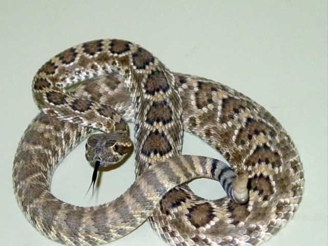 Mohave rattlesnake (Crotalus scutulatus)