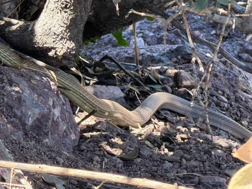 Sonoran whipsnake (Masticophis bilineatus)