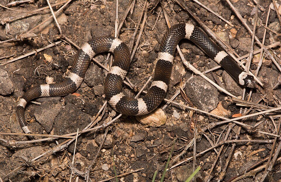 Maricopa leafnose snake (Phyllorhynchus browni)