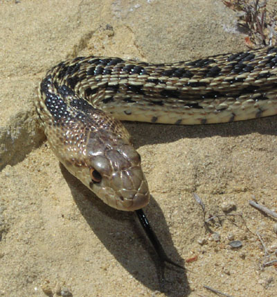 Gopher snake (Pituophis catenifer)