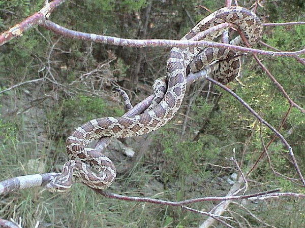 Great Plains rat snake (Pantherophis emoryi)