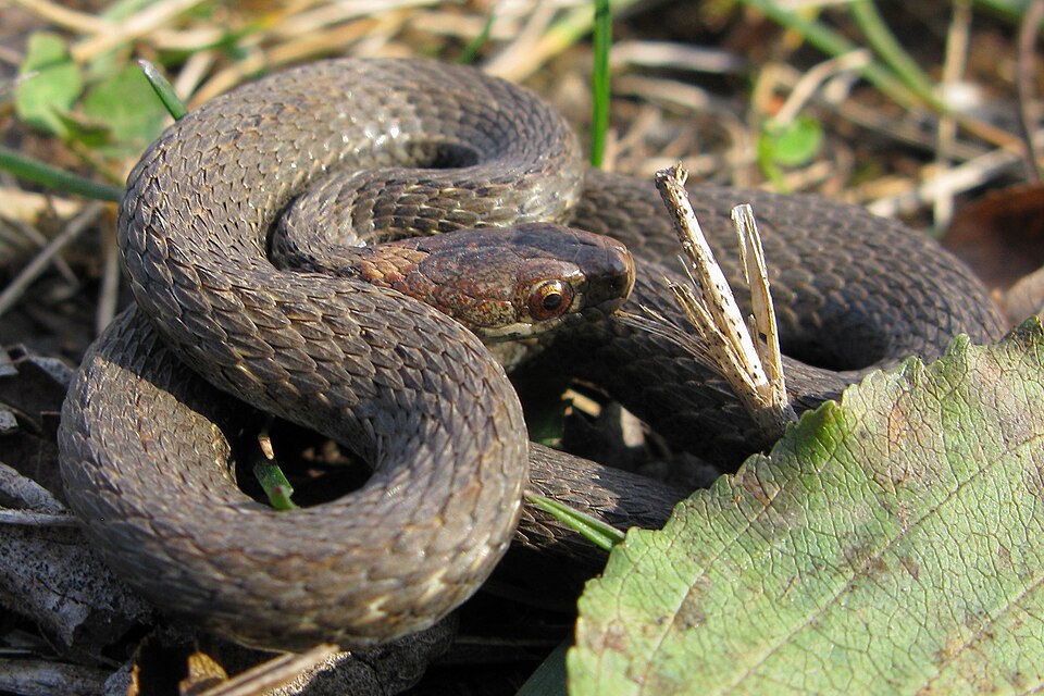 Red-bellied snake (Storeria occipitomaculata)