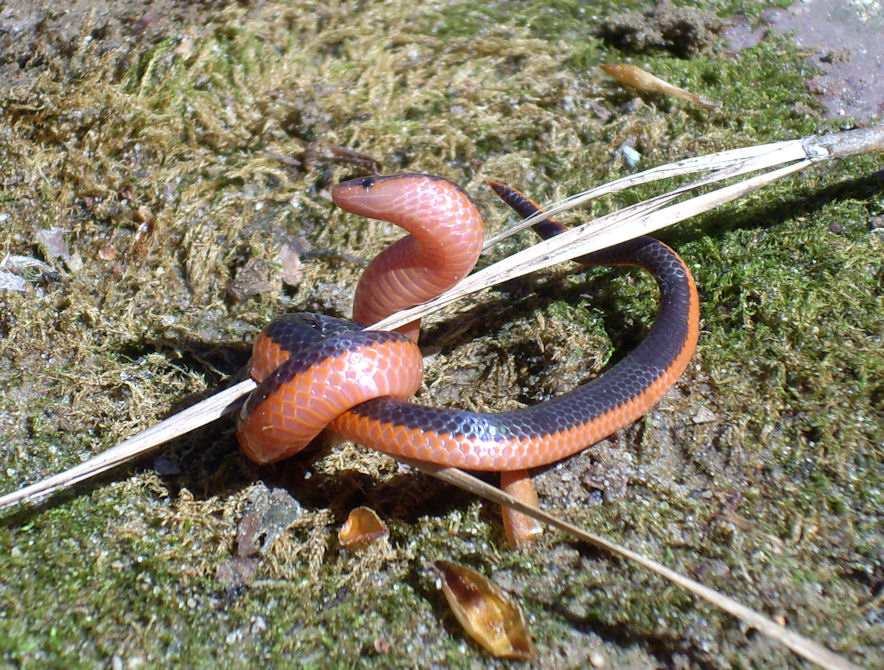 Western worm snake (Carphophis vermis)