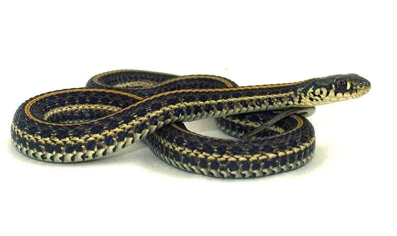 Plains garter snake (Thamnophis radix)