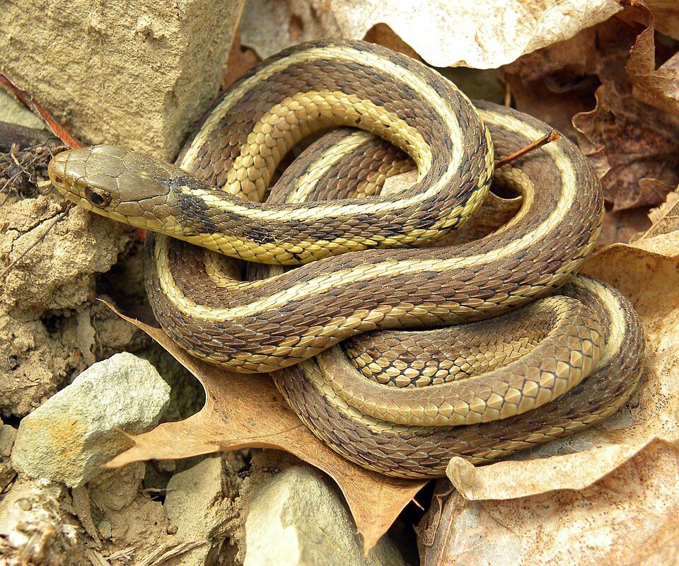 Common garter snake (Thamnophis sirtalis)