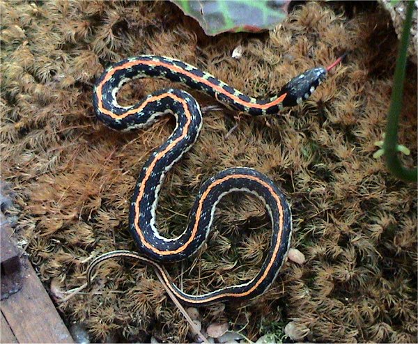 Blackneck garter snake (Thamnophis cyrtopsis)