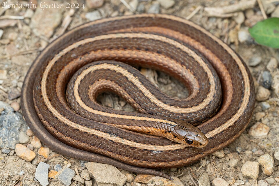 Shorthead garter snake (Thamnophis brachystoma)