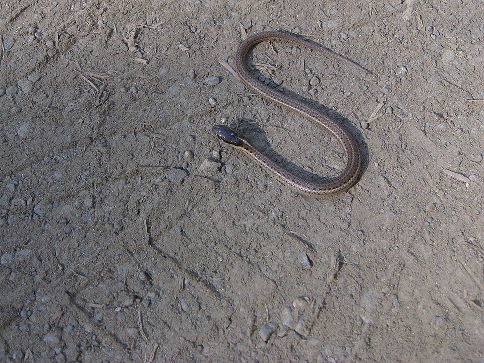 Northwestern garter snake (Thamnophis ordinoides)