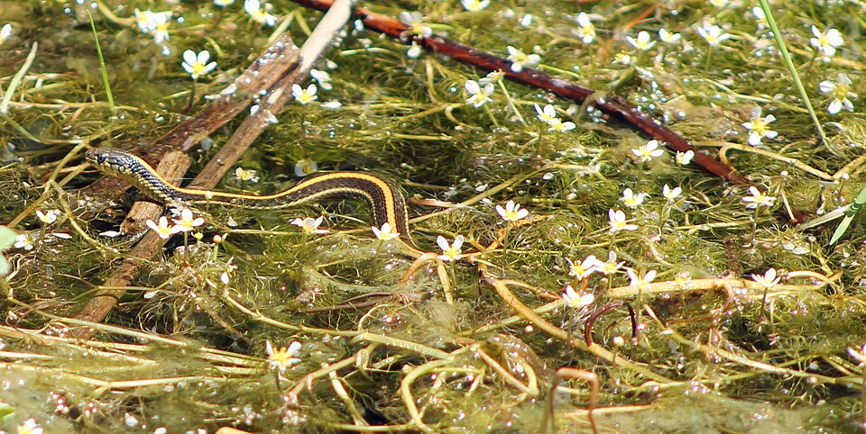 Aquatic garter snake (Thamnophis atratus)