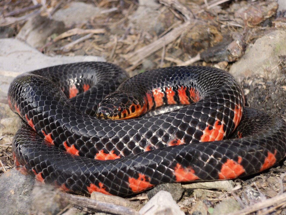 Mud snake (Farancia abacura)