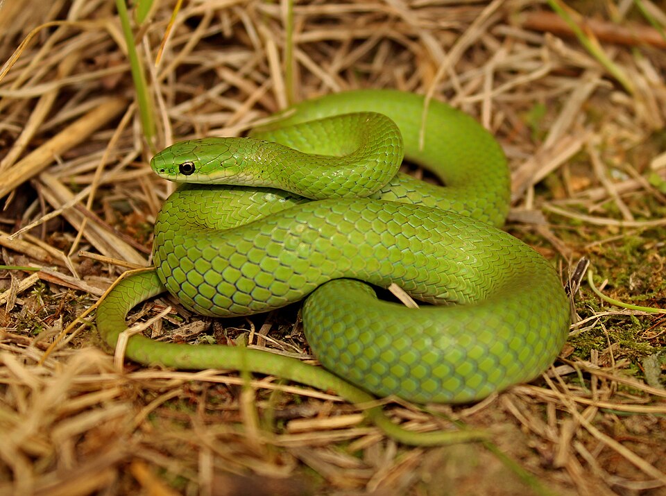 Smooth green snake (Opheodrys vernalis)