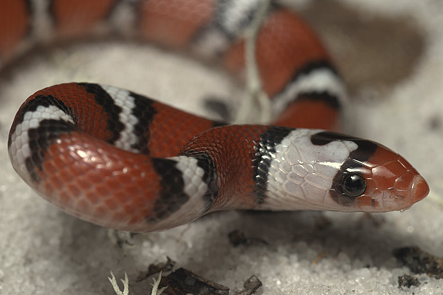 Scarlet snake (Cemophora coccinea)