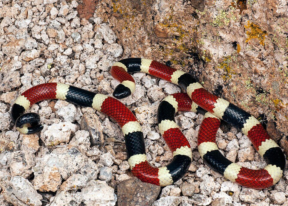 Sonoran coralsnake (Micruroides euryxanthus)