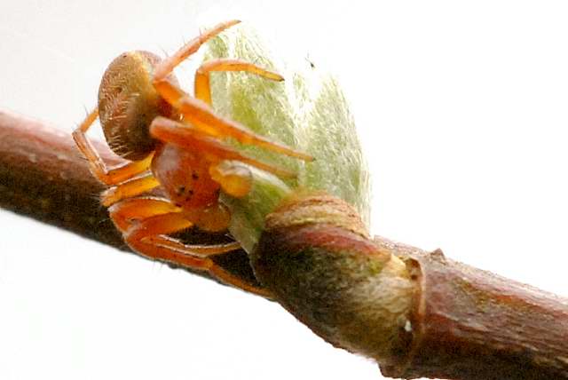 Nearctic white-striped running crab spider (Philodromus rufus)