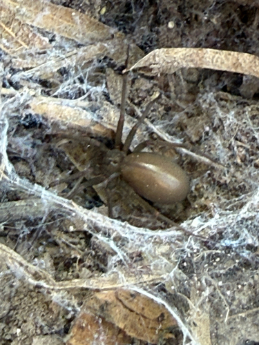 Texas recluse (Loxosceles devia)