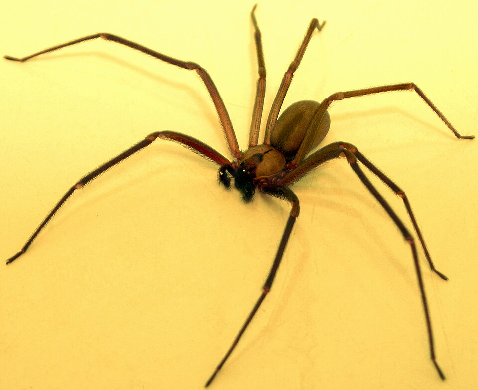 Brown recluse (Loxosceles reclusa)