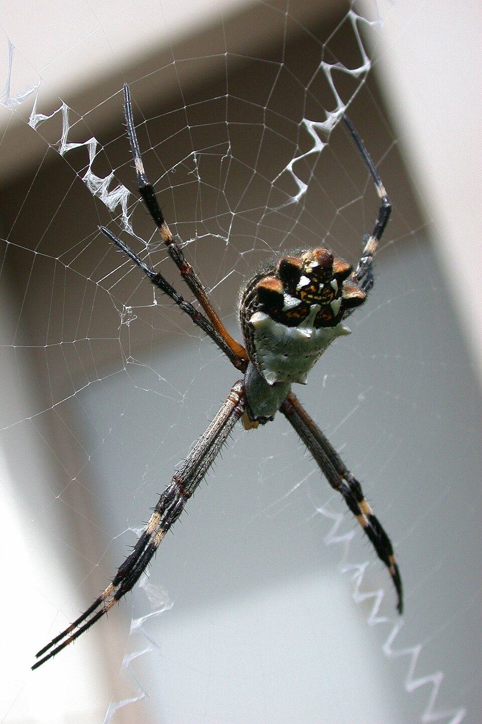 Silver argiope (Argiope argentata)