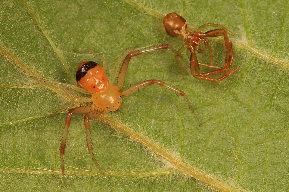 Black-banded crab spider (Synema parvulum)