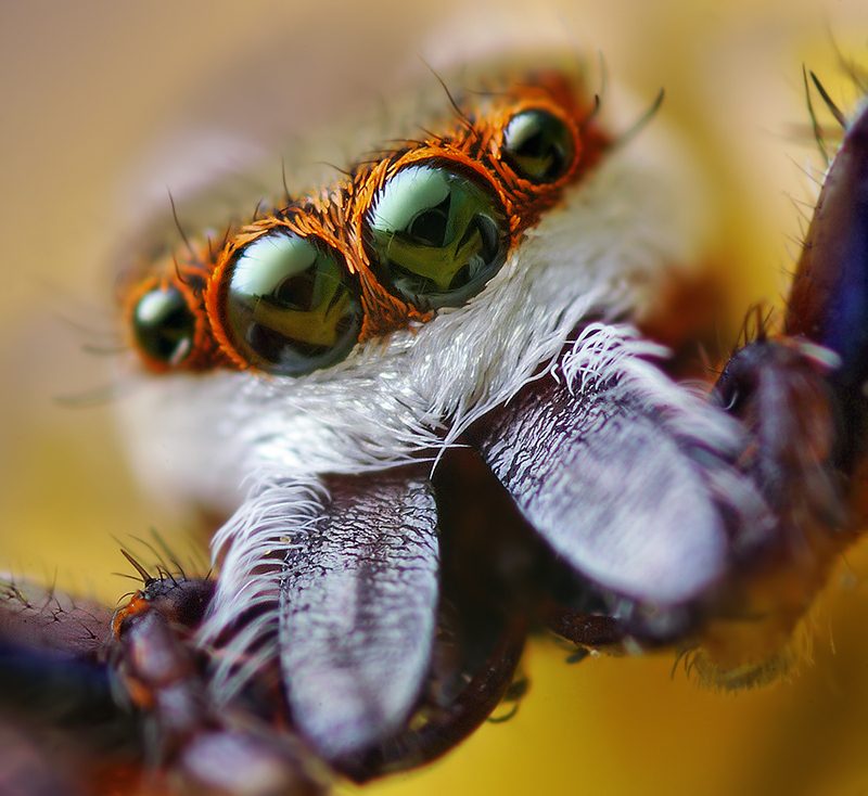 Common Hentz jumping spider (Hentzia palmarum)