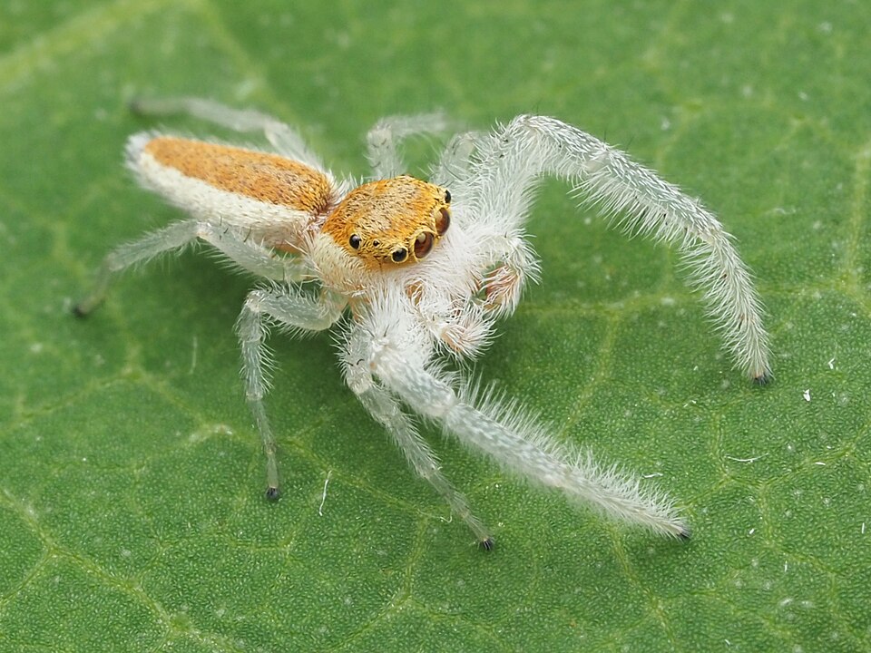 White-jawed jumping spider (Hentzia mitrata)