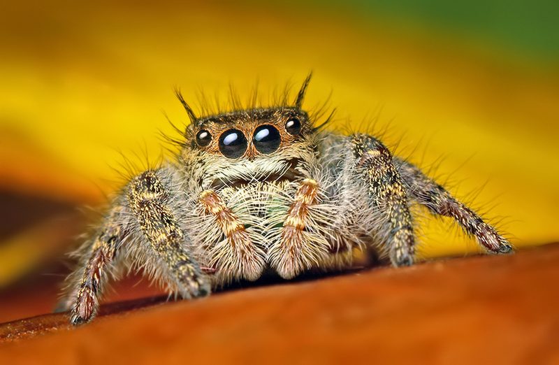 Grayish jumping spider (Phidippus princeps)