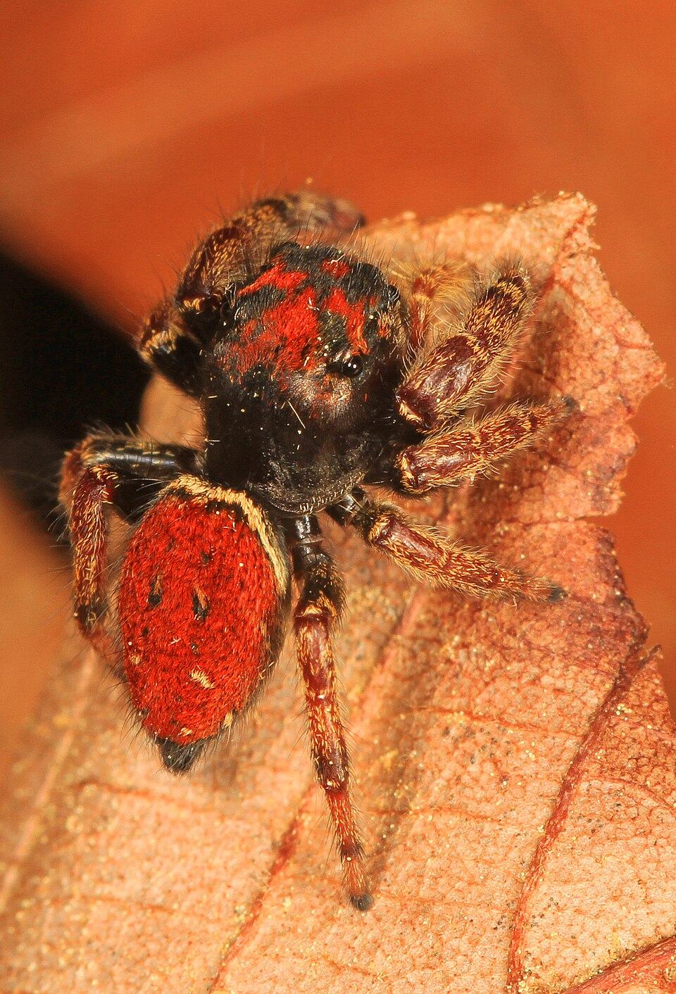 Whitman's jumping spider (Phidippus whitmani)