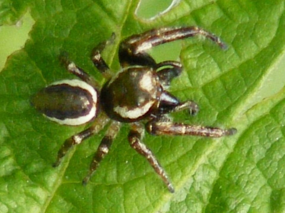 Bronze jumper (Eris militaris)