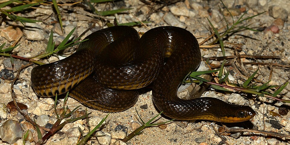 Crayfish snake (Liodytes rigida)