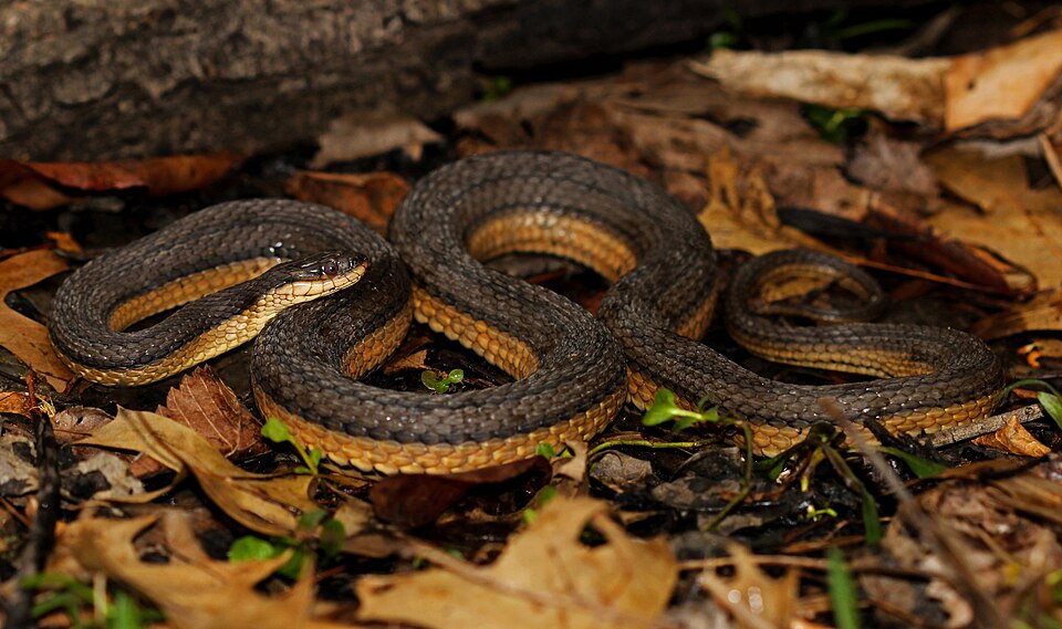 Graham's crayfish snake (Regina grahamii)