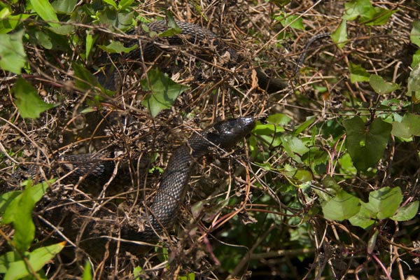 Florida green water snake (Nerodia floridana)