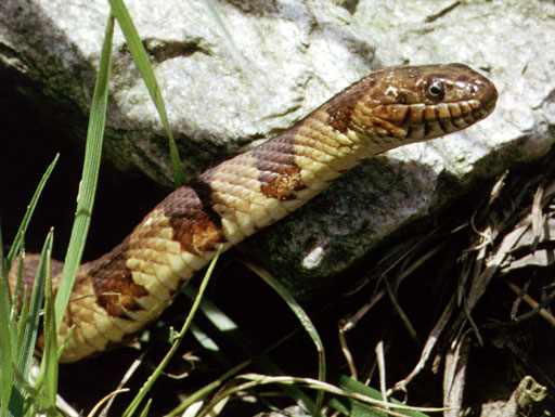 Northern water snake (Nerodia sipedon)