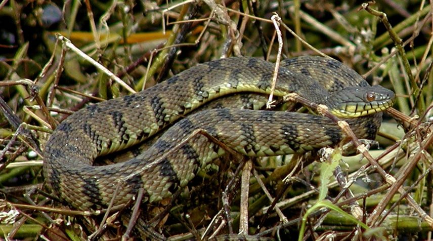 Diamondback water snake (Nerodia rhombifer)