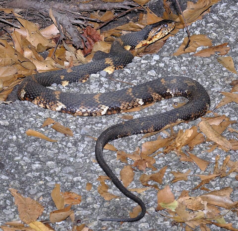 Southern watersnake (Nerodia fasciata)
