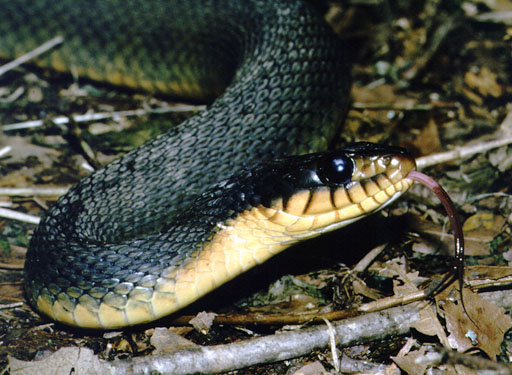 Plain-bellied watersnake (Nerodia erythrogaster)