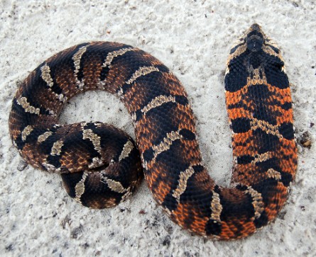 Eastern hog-nosed snake (Heterodon platirhinos)