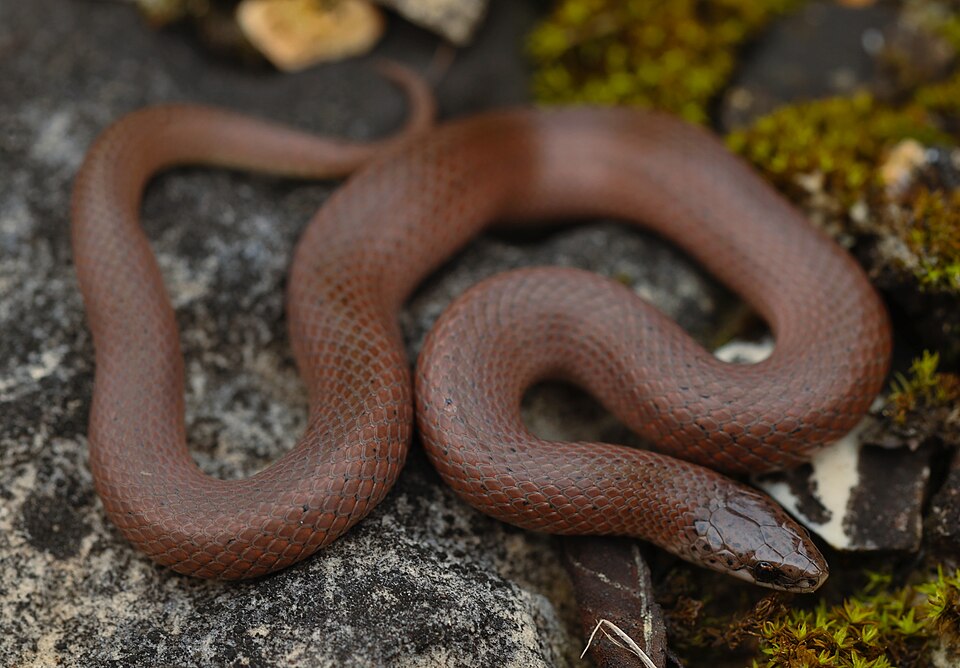 Smooth earth snake (Virginia valeriae)
