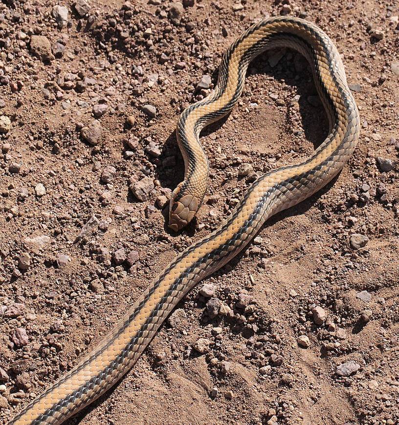 Western patch-nosed snake (Salvadora hexalepis)