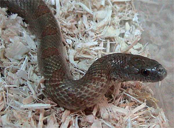 Mole kingsnake (Lampropeltis rhombomaculata)