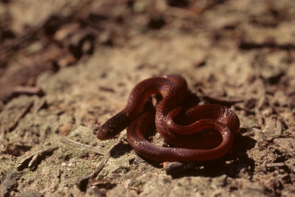 Pine woods snake (Rhadinaea flavilata)