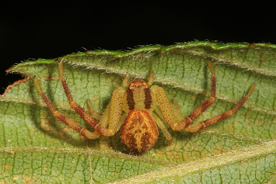 Flower crab spider (Mecaphesa asperata)
