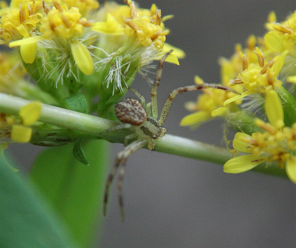 Celer crab spider (Mecaphesa celer)
