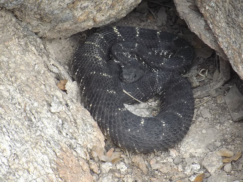Arizona black rattlesnake (Crotalus cerberus)