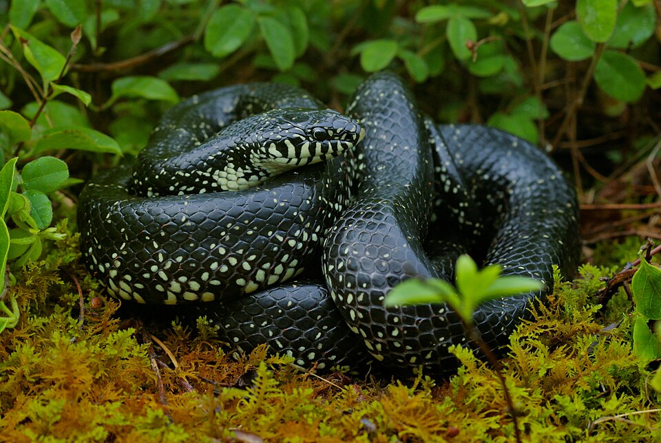 Eastern black kingsnake (Lampropeltis nigra)