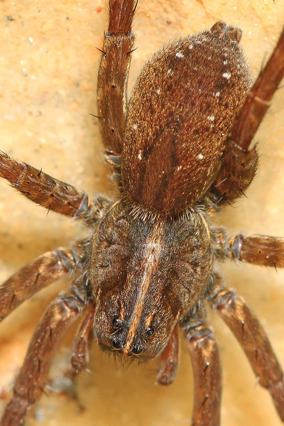 Wetland giant wolf spider (Tigrosa helluo)