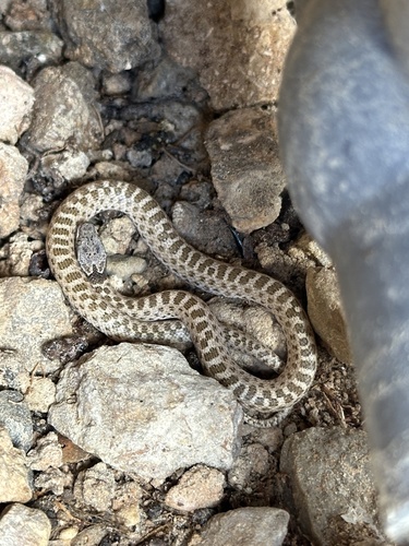 Desert nightsnake (Hypsiglena chlorophaea)